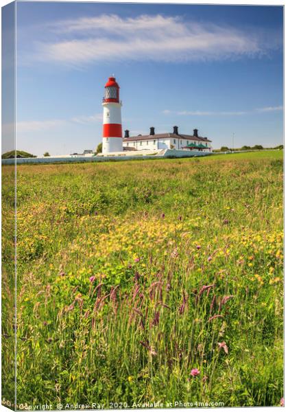 Souter Lighthouse Canvas Print by Andrew Ray