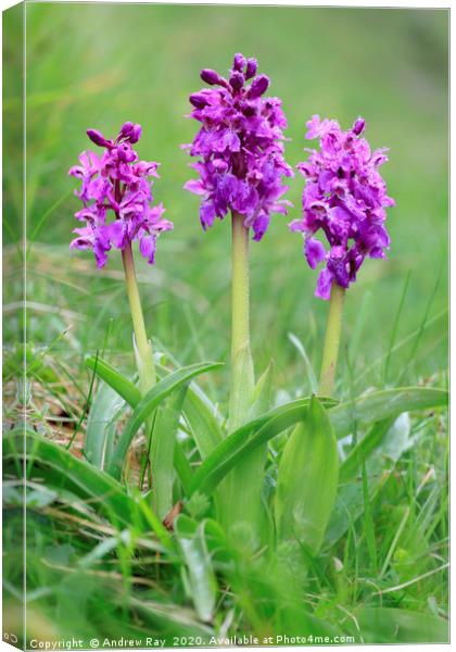 Early Purple Orchids Canvas Print by Andrew Ray