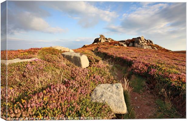 Heather at Carn Galver Canvas Print by Andrew Ray