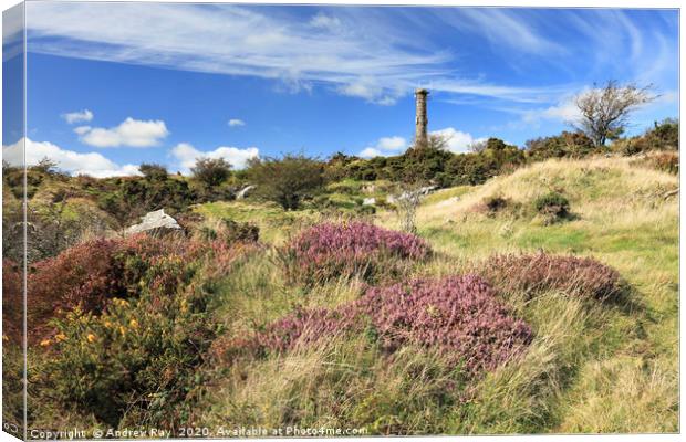 Heather at Kit Hill Canvas Print by Andrew Ray