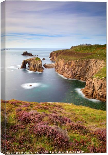 Heather on Pordennack Point (Land's End) Canvas Print by Andrew Ray