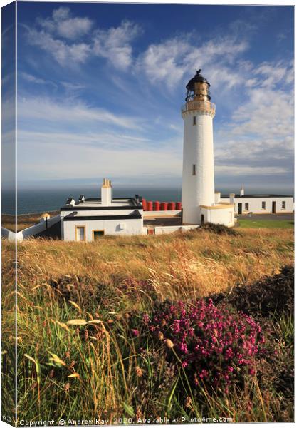 Heather at Mull of Galloway Canvas Print by Andrew Ray