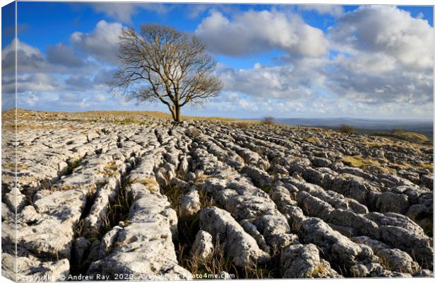 Tree and limestone pavement (Malham Lings) Canvas Print by Andrew Ray