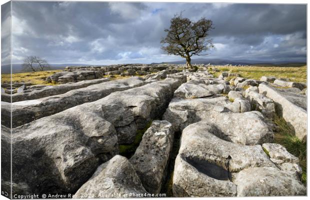 Limestone pavement and lone tree (Winskill Stones) Canvas Print by Andrew Ray