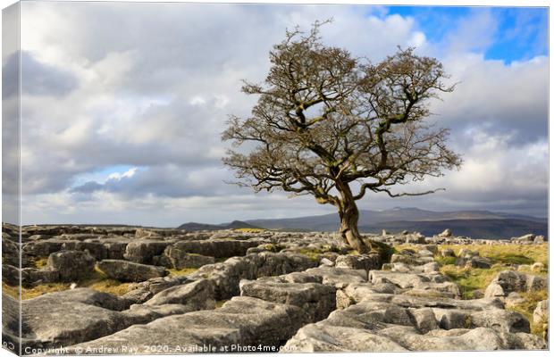 Lone Hawthorn Tree at Winskill Stones Canvas Print by Andrew Ray