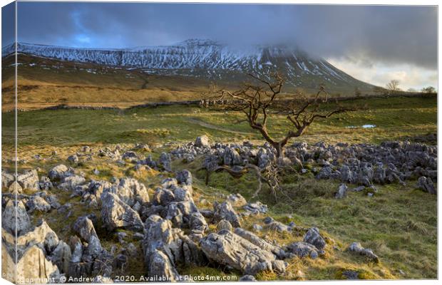 Hawthorn tree at Southerscales Canvas Print by Andrew Ray