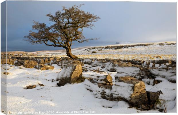 Snow at the Winskill Stones Canvas Print by Andrew Ray
