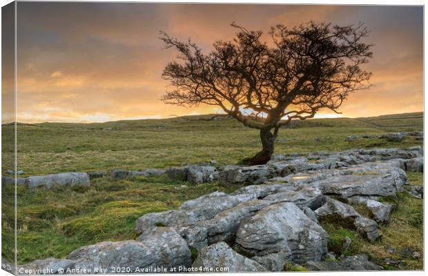 Sunrise at the Winskill Stones Canvas Print by Andrew Ray