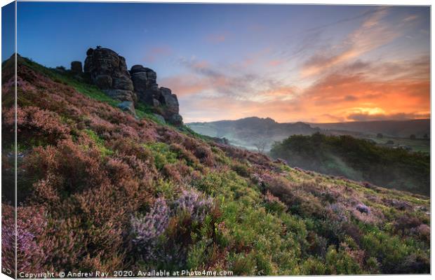 Heather at sunrise (Hen Cloud) Canvas Print by Andrew Ray