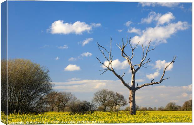 Trees in Oilseed Rape Fields Canvas Print by Andrew Ray