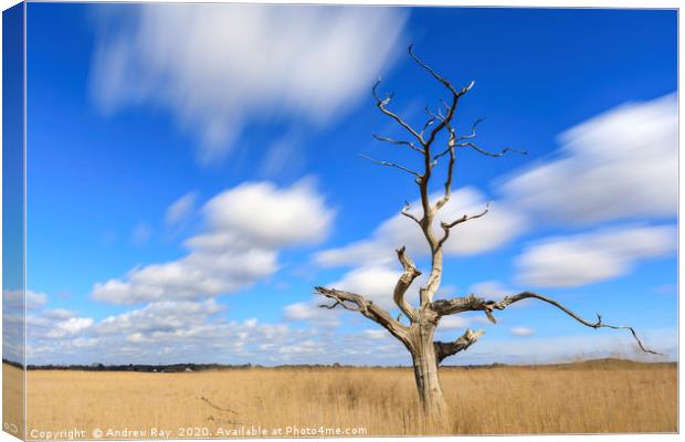 Lone tree (Snape Maltings) Canvas Print by Andrew Ray
