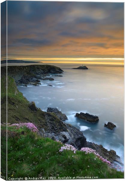 Thrift on the cliff top (Godrevy) Canvas Print by Andrew Ray