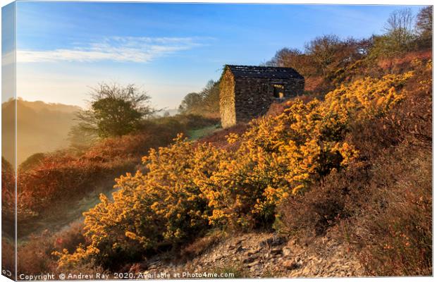 Gorse and barn (Carnon Valley) Canvas Print by Andrew Ray