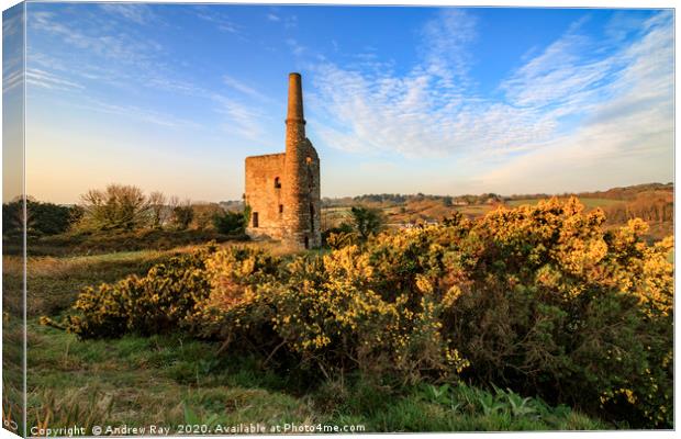Gorse at Wheal Unity Wood Mines Canvas Print by Andrew Ray