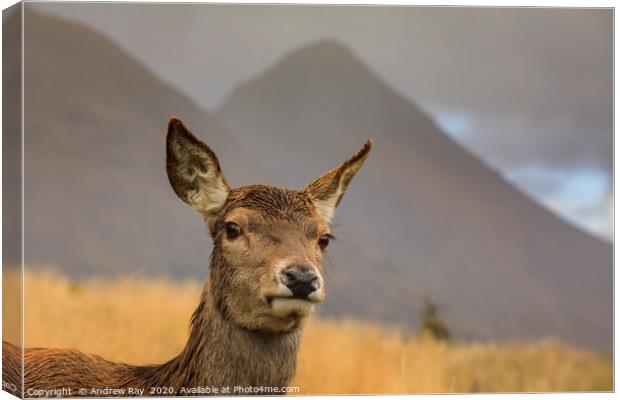 Hind Deer at Glen Etive Canvas Print by Andrew Ray
