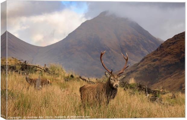 Deer in the Scottish Highlands Canvas Print by Andrew Ray