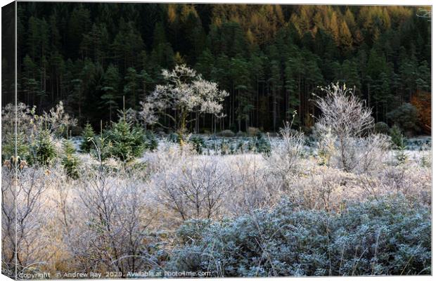 Frost in Glen Goil Canvas Print by Andrew Ray