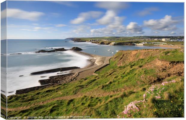 Thrift on the clifftop above Bude Breakwater Canvas Print by Andrew Ray