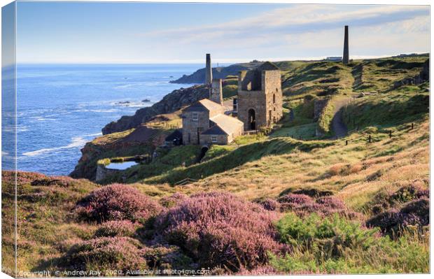 Heather at Levant Mine Canvas Print by Andrew Ray