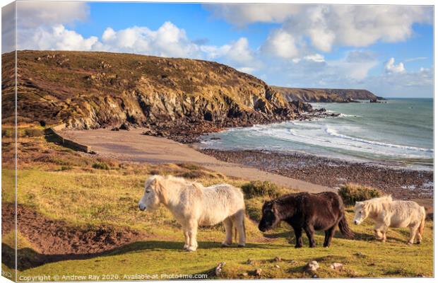 Ponies at Kennack Sands Canvas Print by Andrew Ray