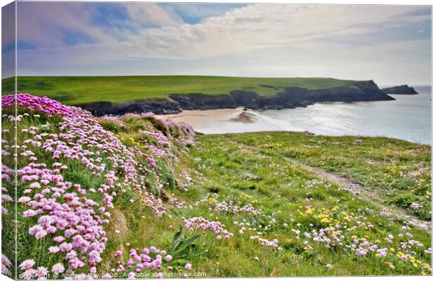 Thrift at Crantock Canvas Print by Andrew Ray