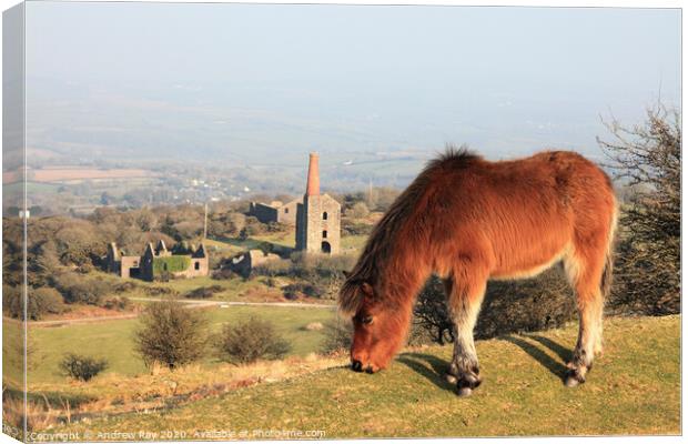 Pony on Bodmin Moor Canvas Print by Andrew Ray