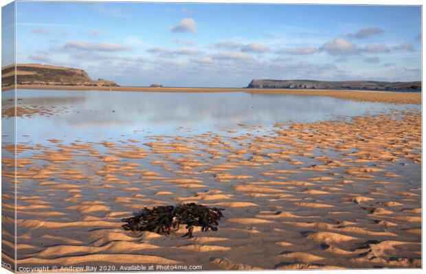 Seaweed on the Camel Canvas Print by Andrew Ray