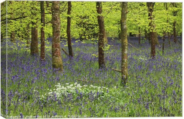 Belts Wood (Lanhydrock) Canvas Print by Andrew Ray