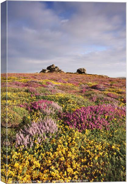 Carn Kenidjack Canvas Print by Andrew Ray