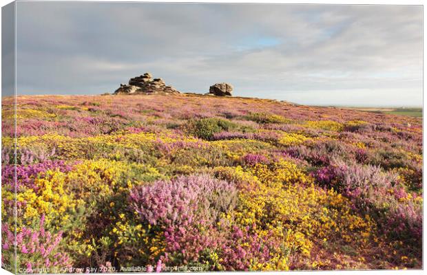 Penwith Moors Canvas Print by Andrew Ray