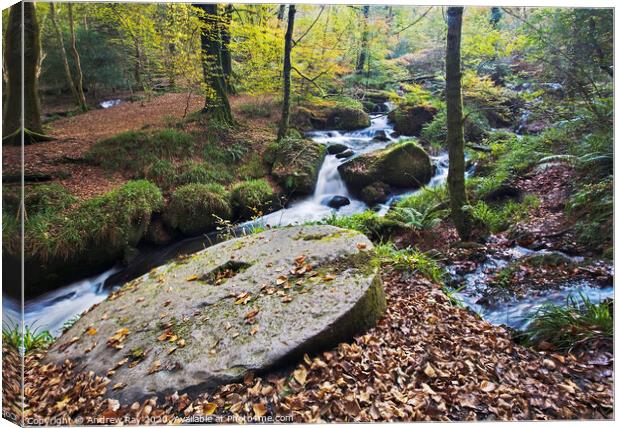 Autumn at Kennall Vale Canvas Print by Andrew Ray