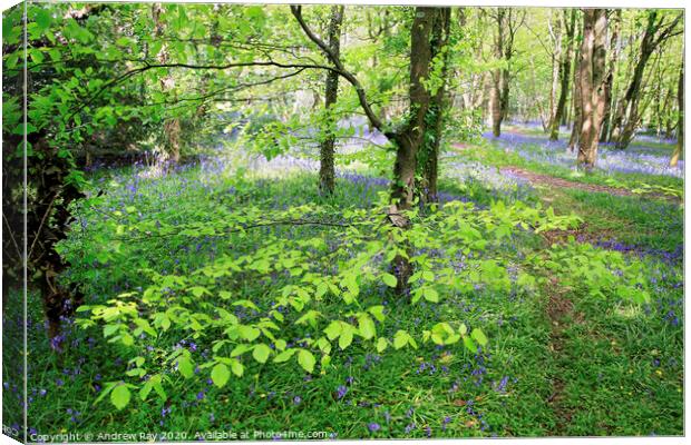 Bluebell Woods Canvas Print by Andrew Ray
