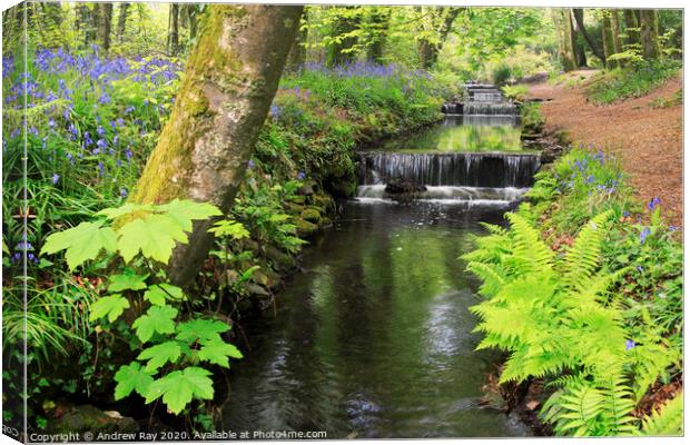 Tehidy Woods Canvas Print by Andrew Ray