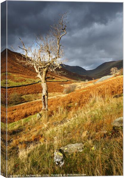 Lone tree (Troutbeck) Canvas Print by Andrew Ray