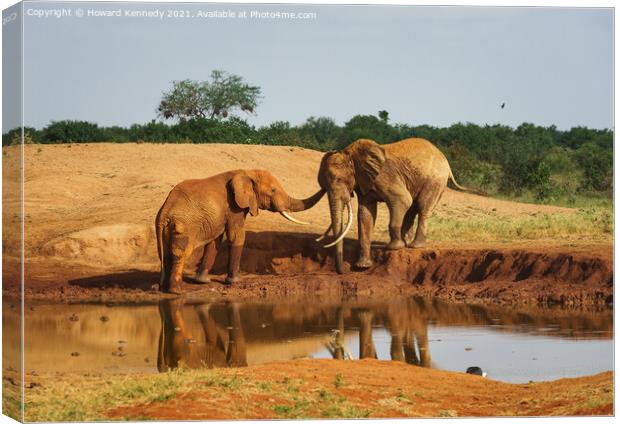Elephant greeting Canvas Print by Howard Kennedy