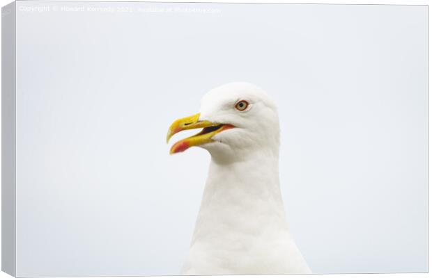 Lesser Black-Backed Gull Canvas Print by Howard Kennedy
