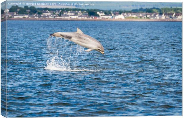 Bottlenose Dolphin (Tursiops truncatus) breaching in the Cromarty Firth Canvas Print by Howard Kennedy