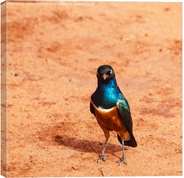 Superb Starling With Attitude Canvas Print by Howard Kennedy