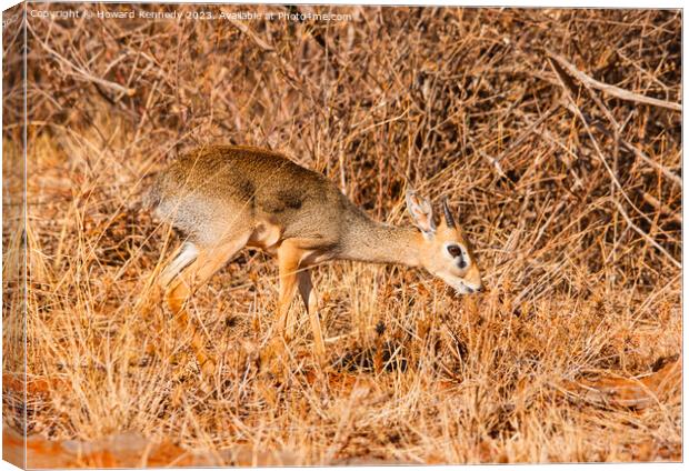 Kirk's Dik Dik Canvas Print by Howard Kennedy