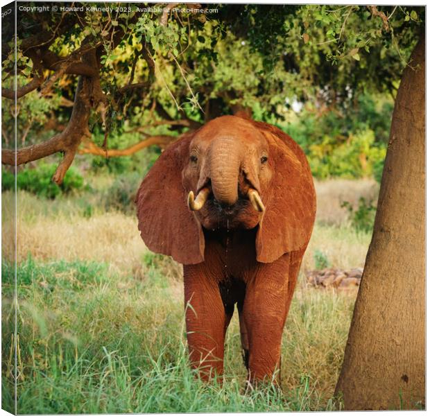 Young Elephant drinking Canvas Print by Howard Kennedy