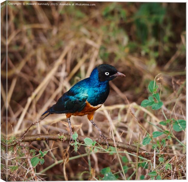 Superb Starling Canvas Print by Howard Kennedy