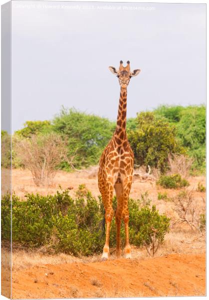 Masai Giraffe Canvas Print by Howard Kennedy