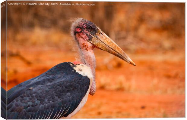 Maribou Stork Canvas Print by Howard Kennedy