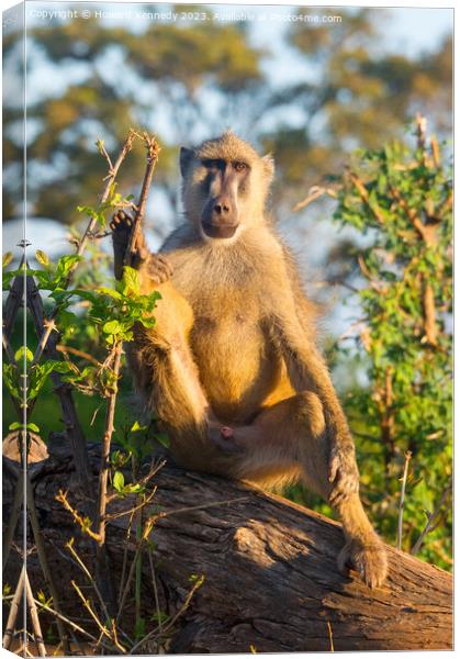 Yellow Baboon making eye contact Canvas Print by Howard Kennedy
