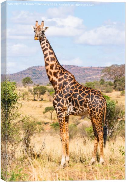 Masai Giraffe Bull Canvas Print by Howard Kennedy