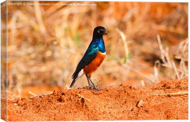 Superb Starling Canvas Print by Howard Kennedy