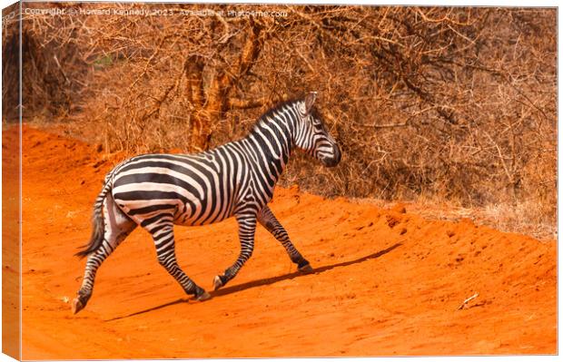 Burchells Zebra stallion trotting Canvas Print by Howard Kennedy