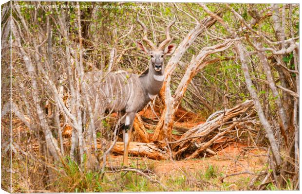 Lesser Kudu bull Canvas Print by Howard Kennedy