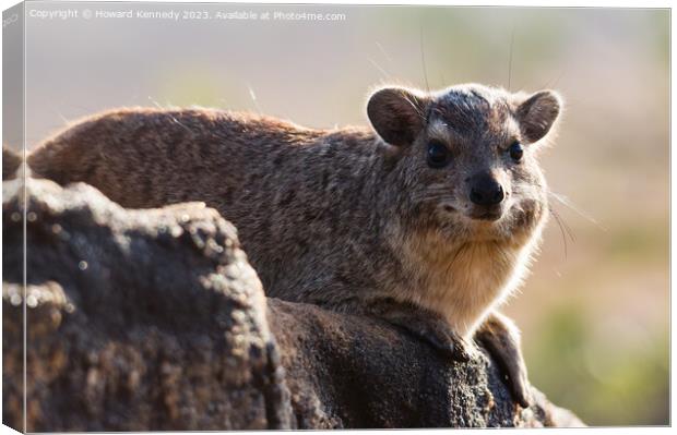 Rock Hyrax smiling for the camera Canvas Print by Howard Kennedy