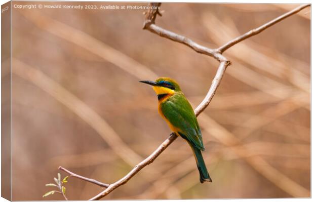Little Bee-Eater Canvas Print by Howard Kennedy
